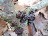 Exidia crenata image
