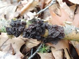 Exidia crenata image