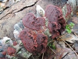Punctularia strigosozonata image