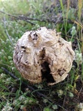 Agaricus texensis image