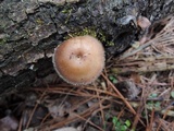 Polyporus brumalis image