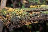 Calocera cornea image