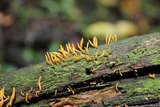 Calocera cornea image