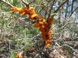Gymnosporangium clavipes image