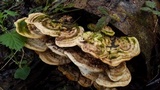 Trametes gibbosa image