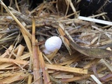 Coprinopsis cinerea image