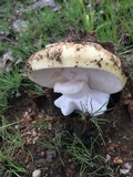 Amanita vernicoccora image