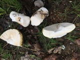 Amanita vernicoccora image