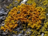 Xanthoria weberi image