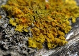 Xanthoria ulophyllodes image