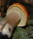 Boletus longicurvipes image