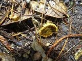Phylloporus arenicola image