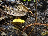 Phylloporus arenicola image