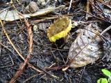 Phylloporus arenicola image