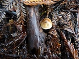 Inocybe ceskae image
