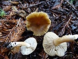 Inocybe ceskae image