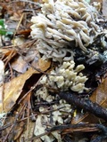 Clavulina rugosa image