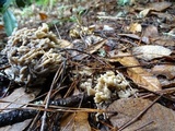 Clavulina rugosa image