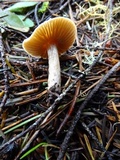 Inocybe occulta image