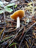 Inocybe occulta image