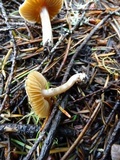 Inocybe occulta image