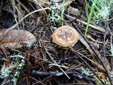 Inocybe occulta image