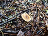 Inocybe occulta image