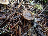 Inocybe occulta image