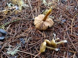 Entoloma cetratum image