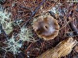 Entoloma cetratum image