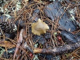 Entoloma cetratum image