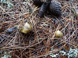 Entoloma cetratum image