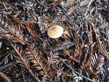 Entoloma cetratum image