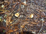 Entoloma cetratum image