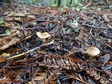 Entoloma cetratum image