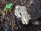 Clavulina rugosa image