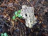 Clavulina rugosa image