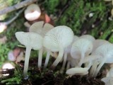 Clitocybula abundans image