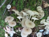 Clitocybula abundans image