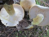 Tricholoma sulphurescens image