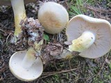Tricholoma sulphurescens image