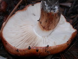 Tricholoma fracticum image