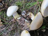 Tricholoma sulphurescens image