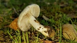 Inocybe geophylla image