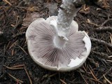 Stropharia hornemannii image