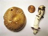 Stropharia hornemannii image