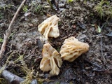 Morchella populiphila image