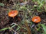 Lactarius subflammeus image