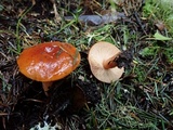 Lactarius subflammeus image