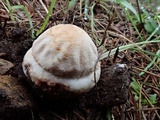 Amanita cruentilemurum image